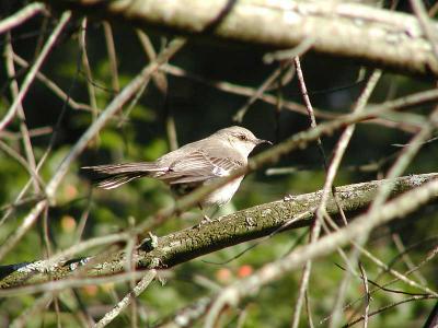 Mockingbird on limb