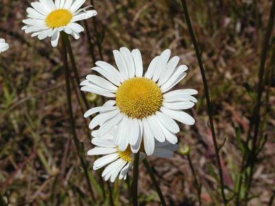 English Daisy