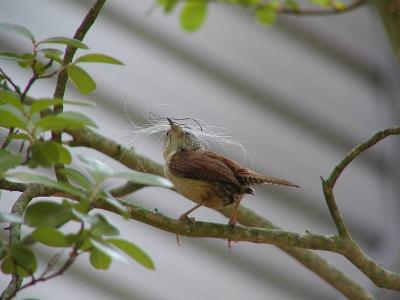 Carolina Wren