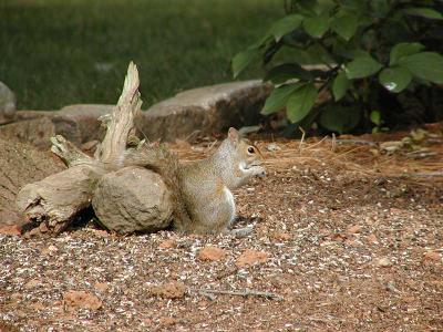 Squirrel under feeder