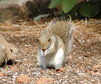 Squirrel eats breakfast