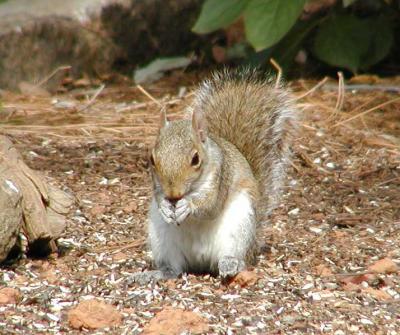 Squirrel eats breakfast