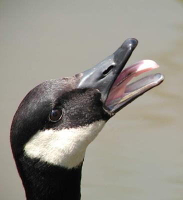 Canada Goose begging for bread