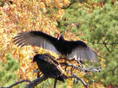 Turkey Vultures