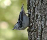 White-Breasted Nuthatch