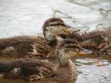 Mallard ducklings