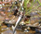 Common Whitetail (Long-tailed Skimmer)