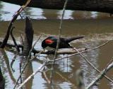 Red-winged Blackbird