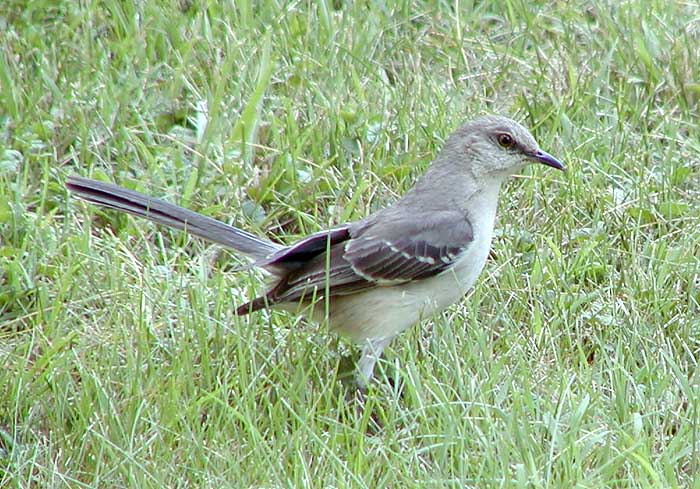 Mockingbird in the grass