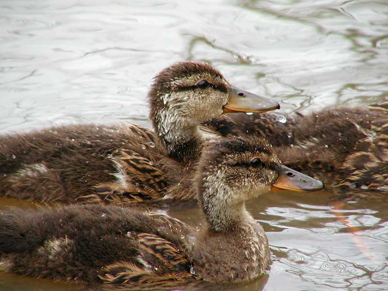 Mallard ducklings