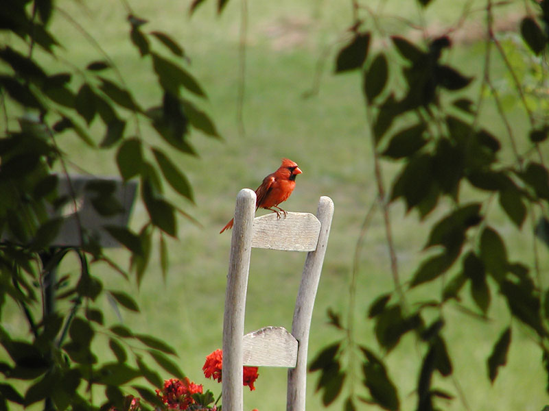 Cardinal on chair