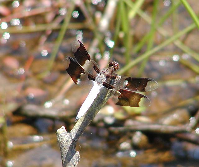 Common Whitetail (Long-tailed Skimmer)