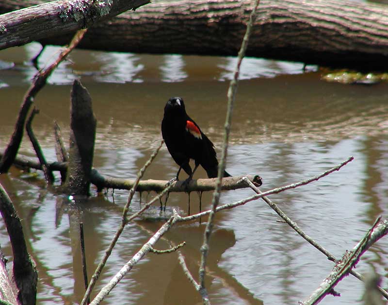 Red-winged Blackbird