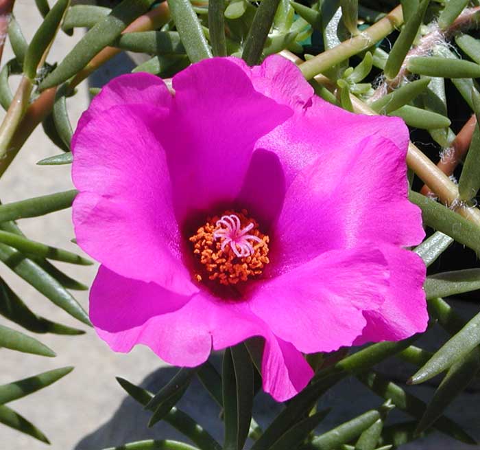 Pink Purslane (Portulaca pilosa) or Kiss-me-quick, Rose Moss