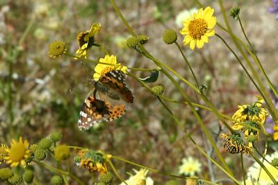 Brittlebush and Painted Lady Butterfly