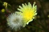 Desert Dandelion