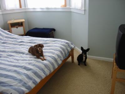 the puppies