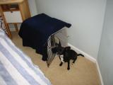 bettie and her crate