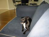 bettie in the living room