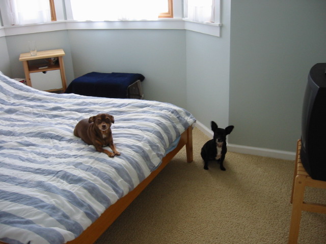 the puppies