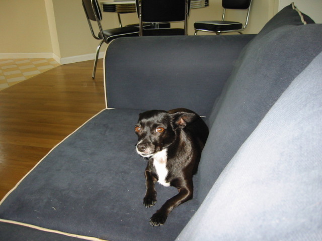 bettie in the living room
