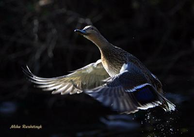 Duck At Dusk - Mallard Duck