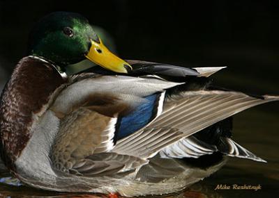 Butterball Barney - Mallard Duck