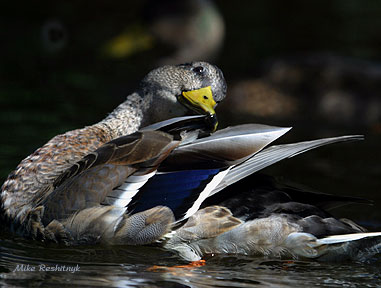 Prime Choise - Mallard Duck