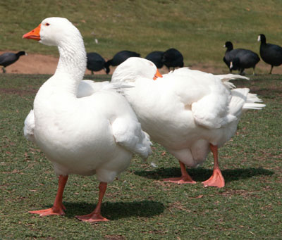 Leaning Geese