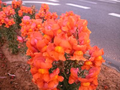 DSCN0036.JPG