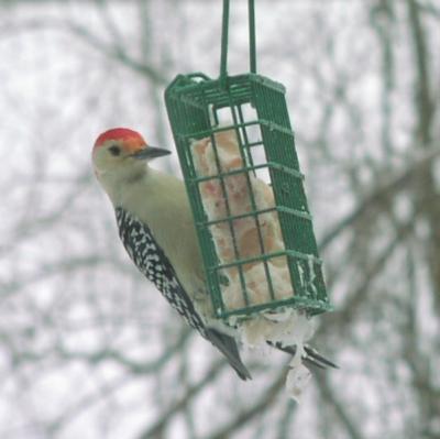 18-redbellied-woodpecker-101.JPG