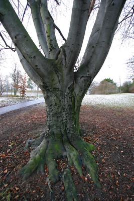 Dec 23: Root, stem and branch