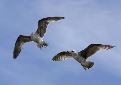 gulls_in_flight