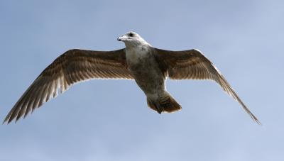 Soaring