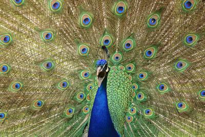  Angry Peacock at Zoo