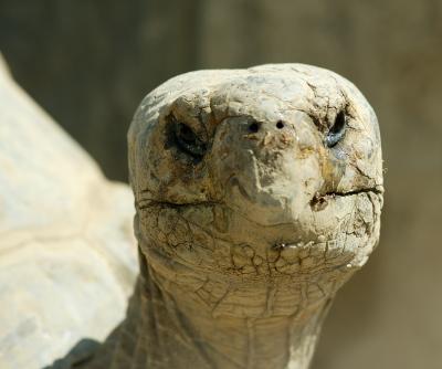 tort2.jpg