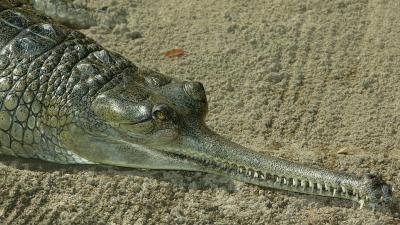 croc2.jpg