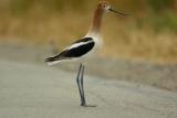 Avocet walking across the path