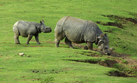 Rhinos