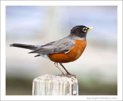 American Robin 1