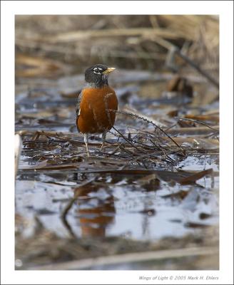 American Robin 3