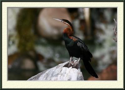 IMG_2593{Q}.jpg