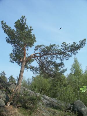 Pine