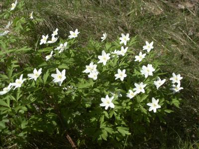 Wood Anemones - close-up