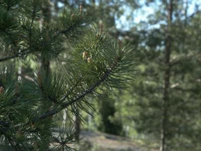 Needles