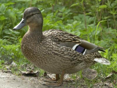 Mallard, female