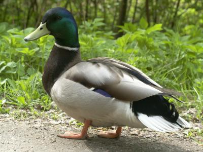 Mallard, male