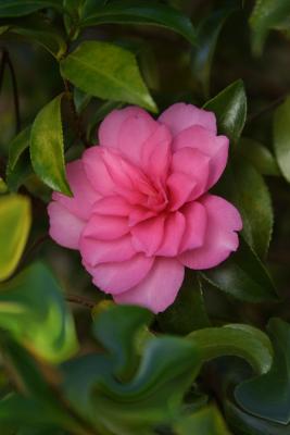 Camelia