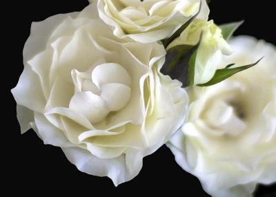 White Rose