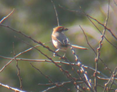 u10/mctodd/medium/29172521.bullheadedshrike2.jpg